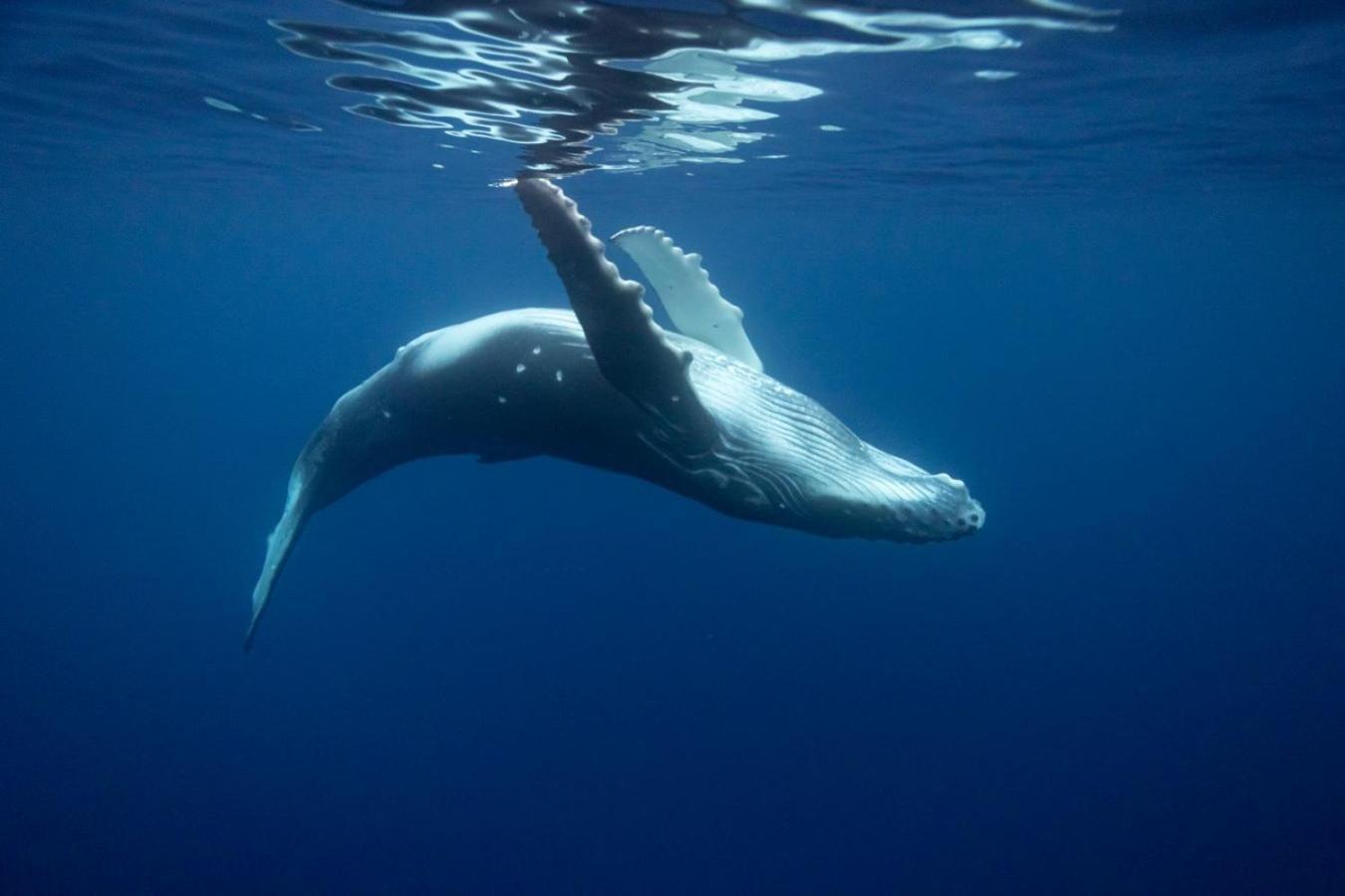 Maui Homestay Vue Ocean Exceptionnelle & Baleines En Saison Tohautu Exterior foto
