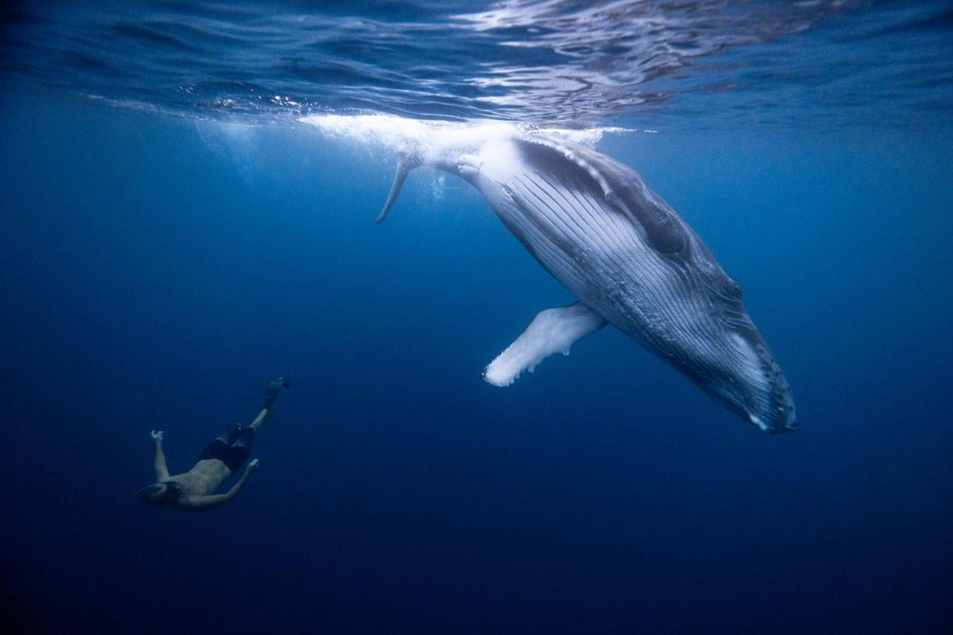 Maui Homestay Vue Ocean Exceptionnelle & Baleines En Saison Tohautu Exterior foto